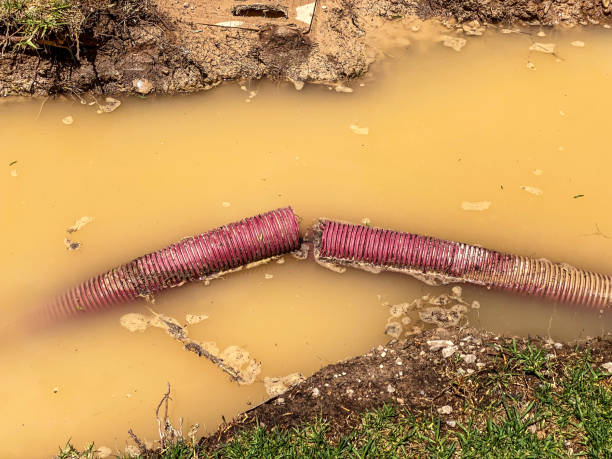 Best Professional water damage repair  in Norwalk, IA